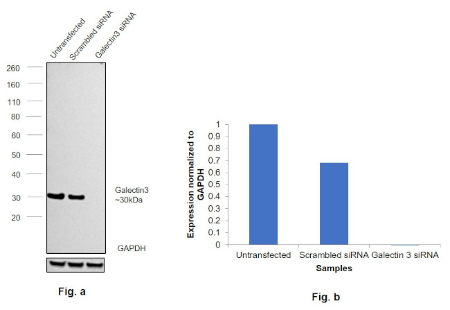 Galectin 3 Antibody