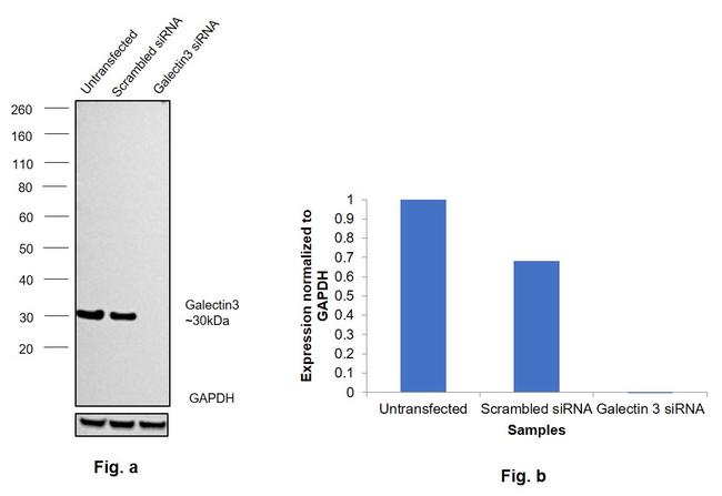 Galectin 3 Antibody in Western Blot (WB)