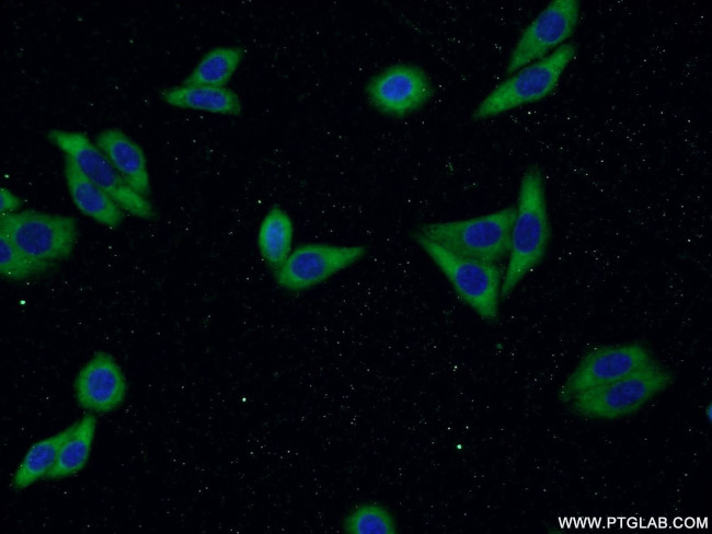 LAMR1/RPSA Antibody in Immunocytochemistry (ICC/IF)