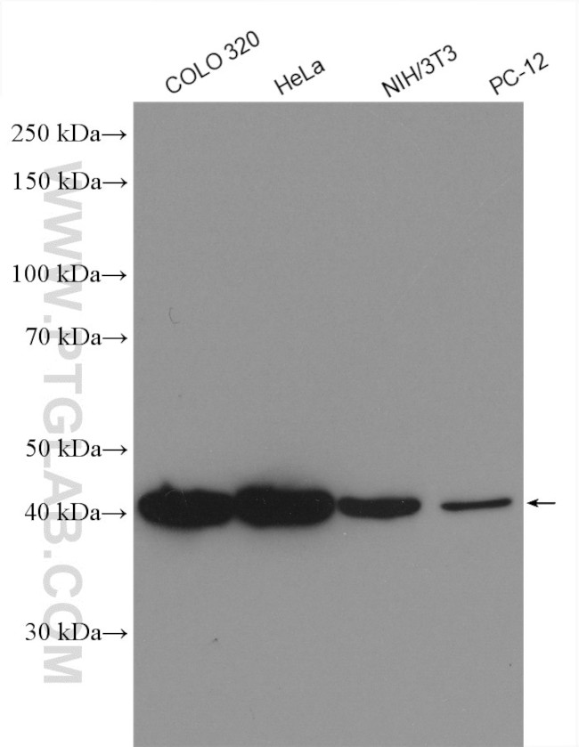 LAMR1/RPSA Antibody in Western Blot (WB)