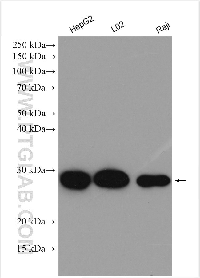 GSTK1 Antibody in Western Blot (WB)