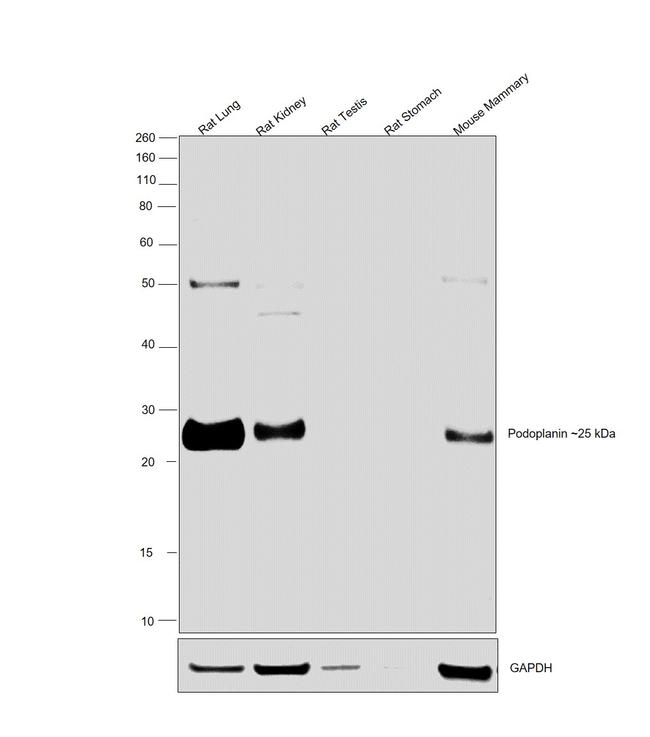 Podoplanin Antibody in Western Blot (WB)