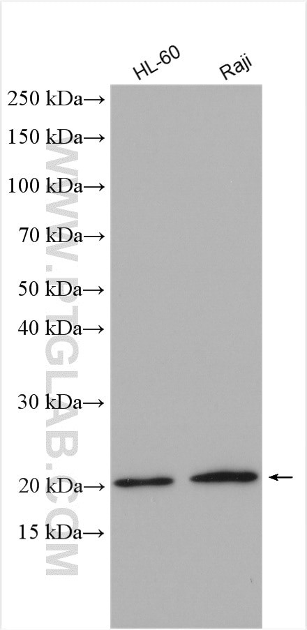 LMP2 Antibody in Western Blot (WB)