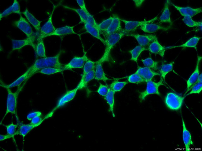 MSRA Antibody in Immunocytochemistry (ICC/IF)