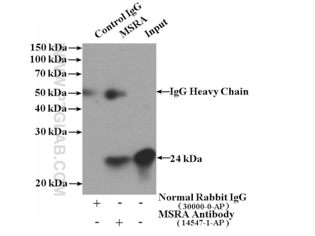 MSRA Antibody in Immunoprecipitation (IP)