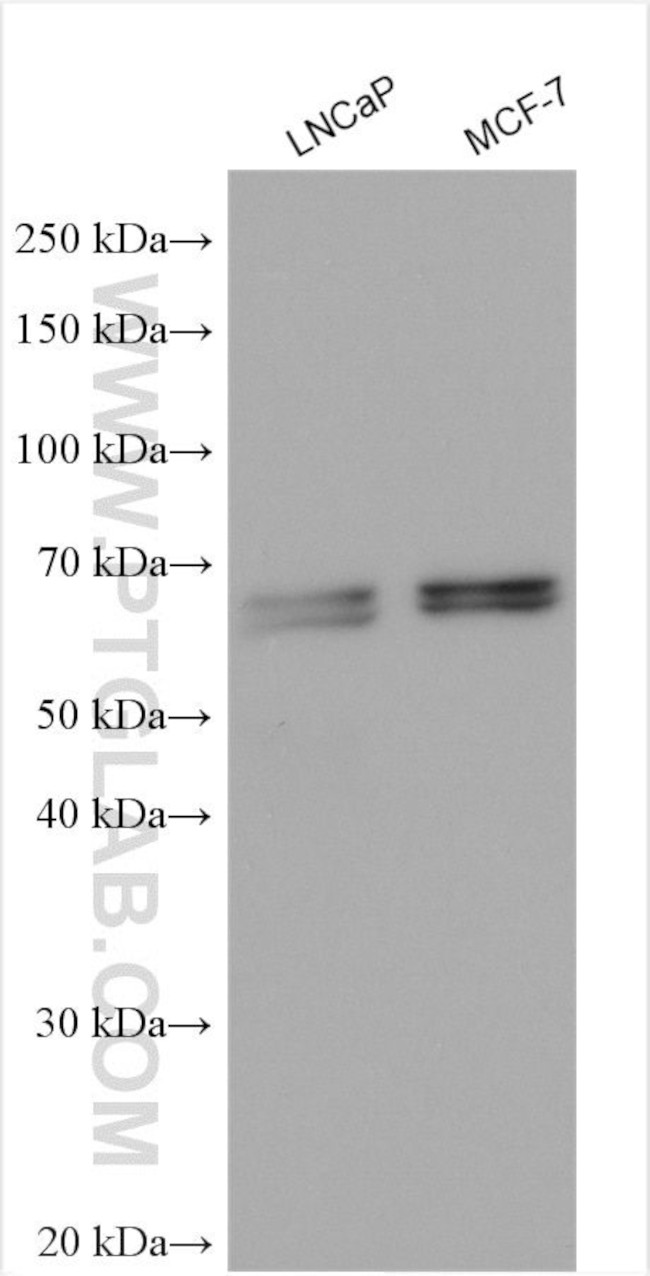 NACC1 Antibody in Western Blot (WB)