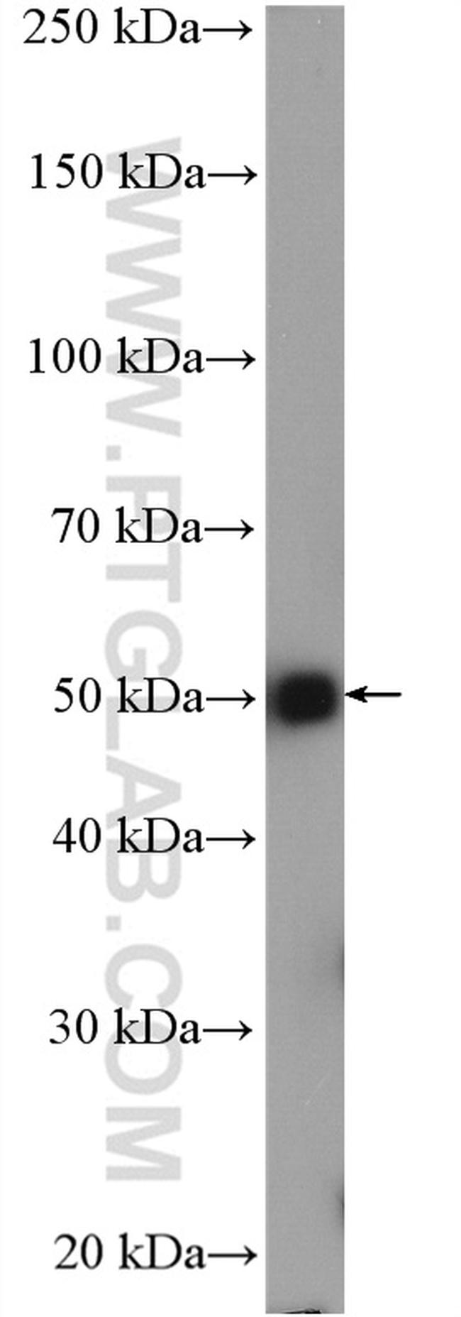 alpha Tubulin Antibody in Western Blot (WB)