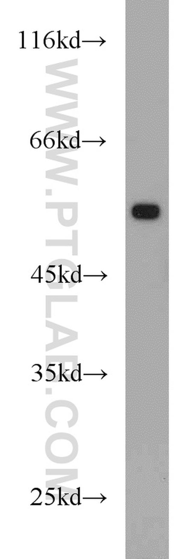 alpha Tubulin Antibody in Western Blot (WB)