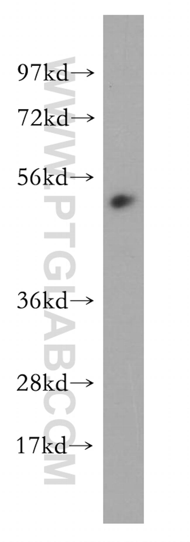 RBAP48 Antibody in Western Blot (WB)