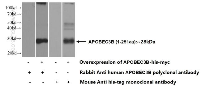 APOBEC3B Antibody in Western Blot (WB)