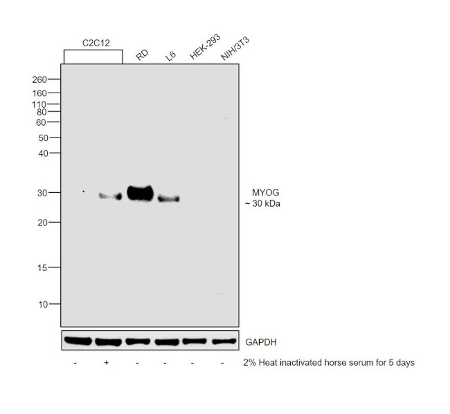 Myogenin Antibody