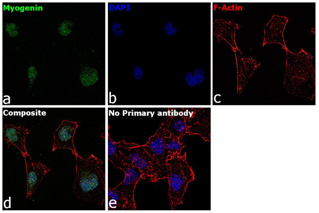 Myogenin Antibody in Immunocytochemistry (ICC/IF)