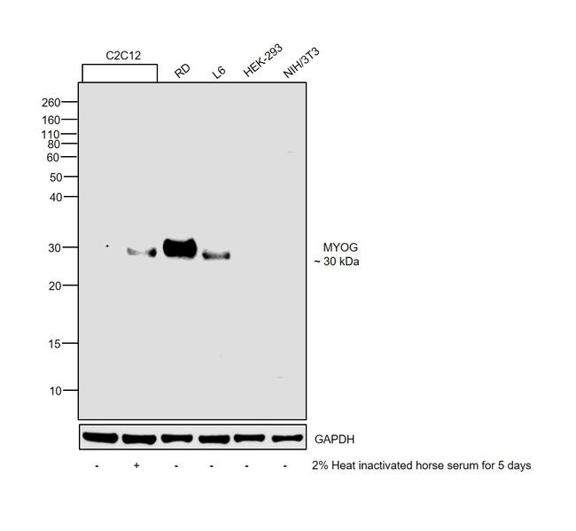 Myogenin Antibody in Western Blot (WB)