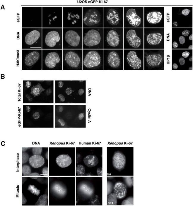 Ki-67 Antibody in Immunocytochemistry (ICC/IF)