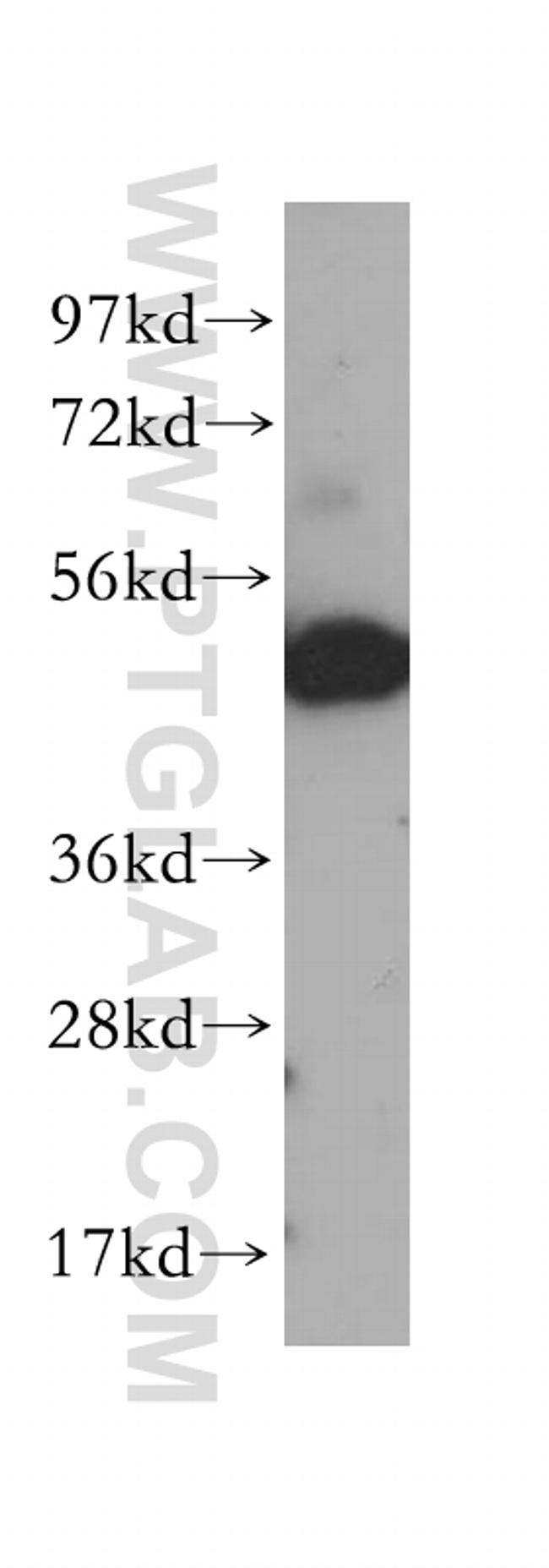 TFAP2C Antibody in Western Blot (WB)