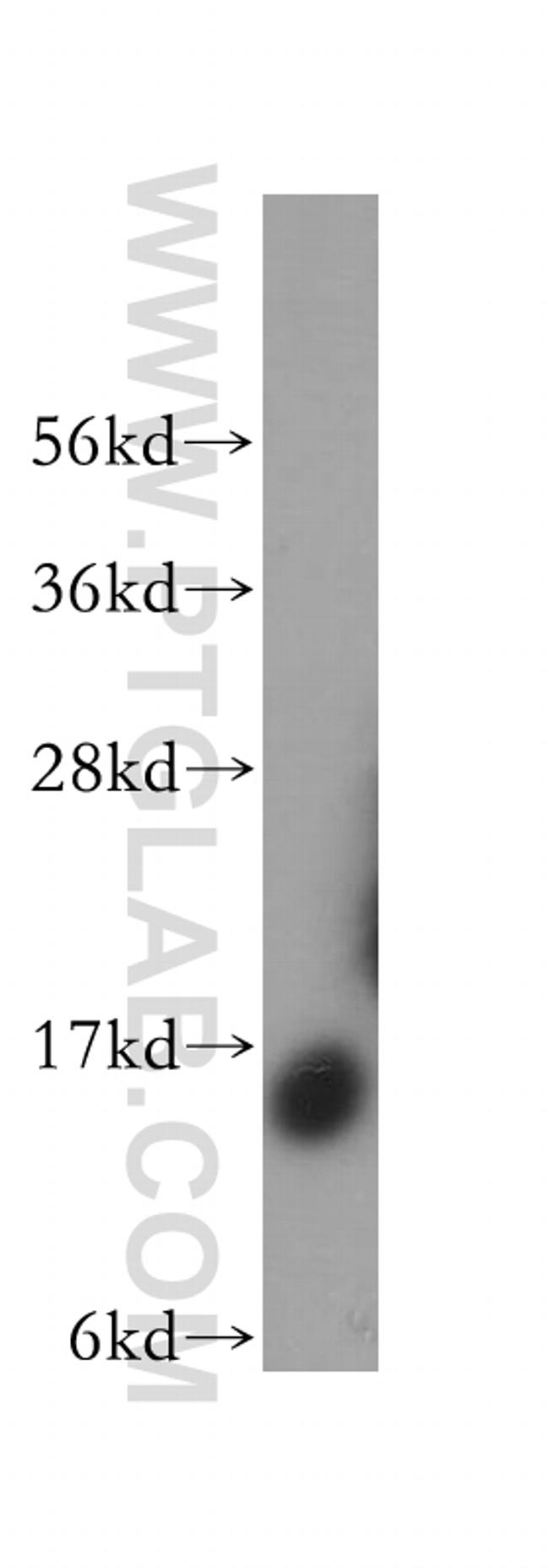 SDHC Antibody in Western Blot (WB)