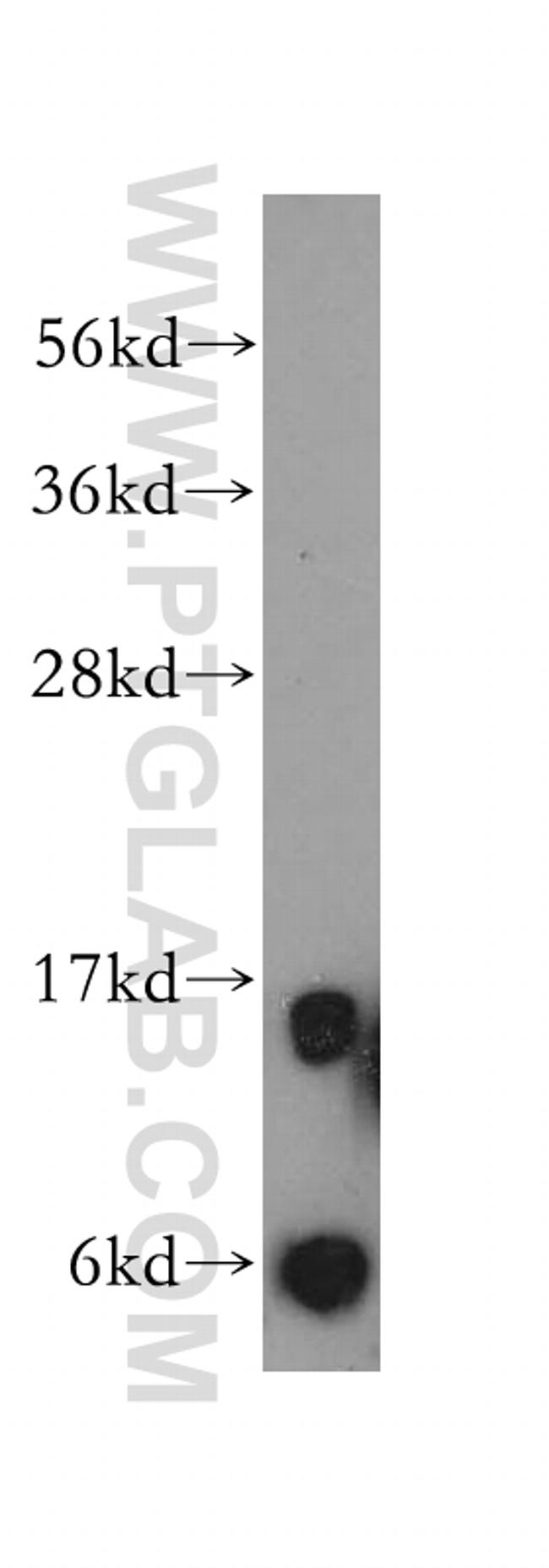 SDHC Antibody in Western Blot (WB)