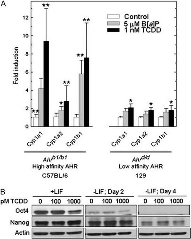 Nanog Antibody in Western Blot (WB)