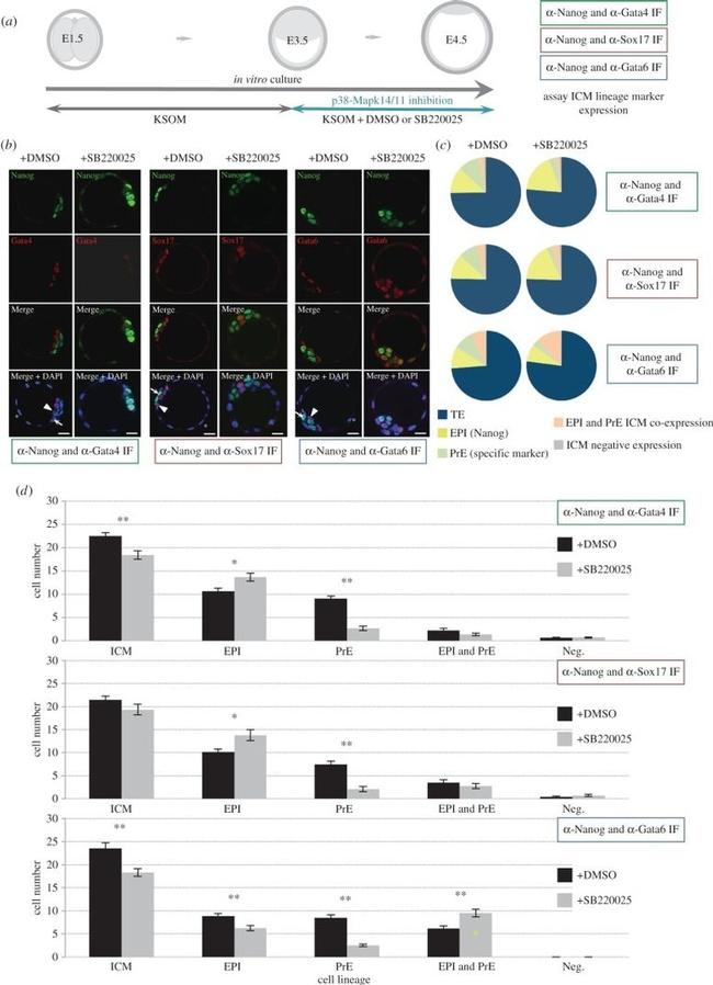 Nanog Antibody in Immunocytochemistry (ICC/IF)