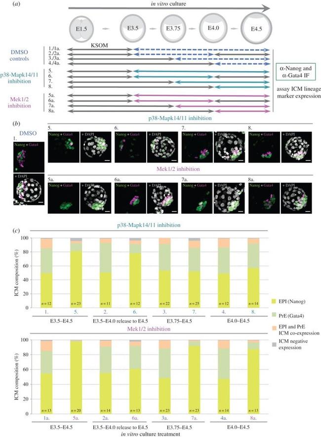 Nanog Antibody in Immunocytochemistry (ICC/IF)