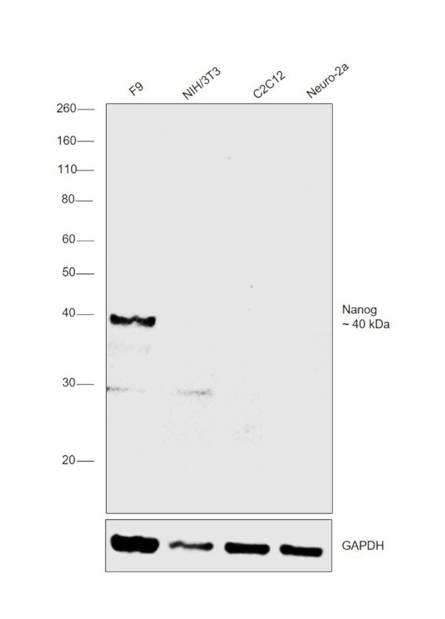 Nanog Antibody