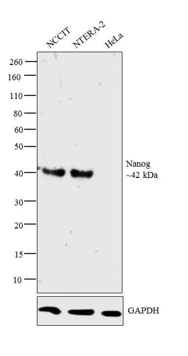 Nanog Antibody in Western Blot (WB)