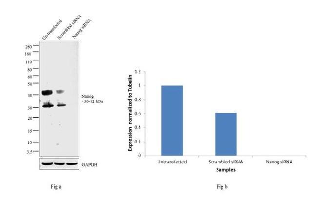 Nanog Antibody in Western Blot (WB)