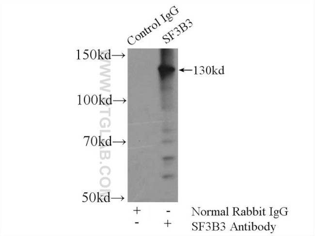 SF3B3 Antibody in Immunoprecipitation (IP)