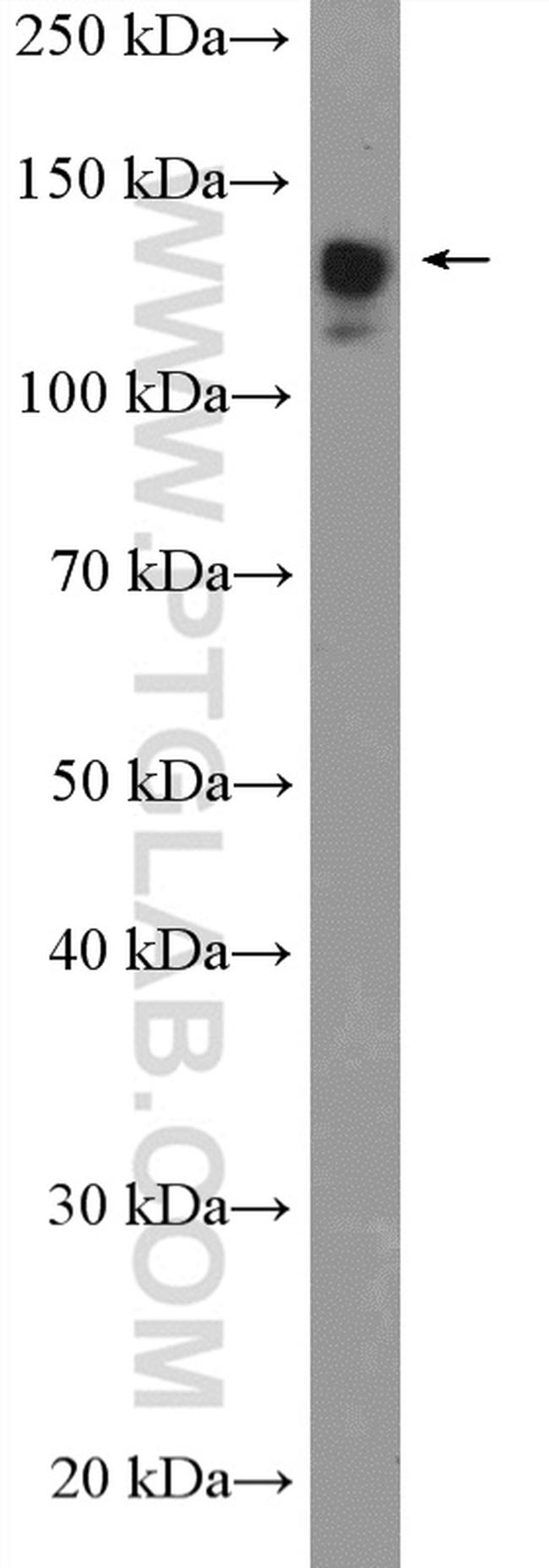 SF3B3 Antibody in Western Blot (WB)