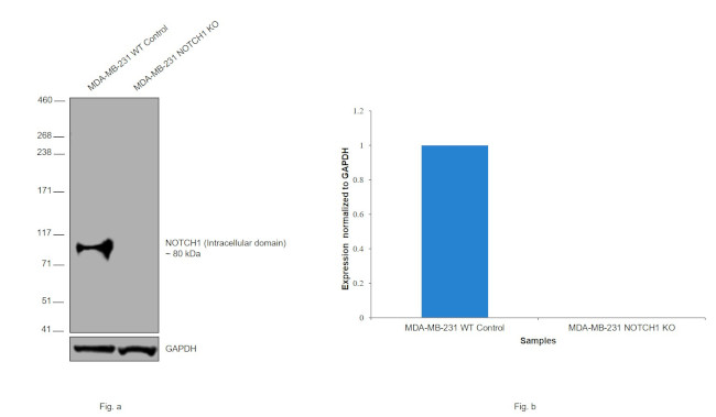 NOTCH1 Antibody