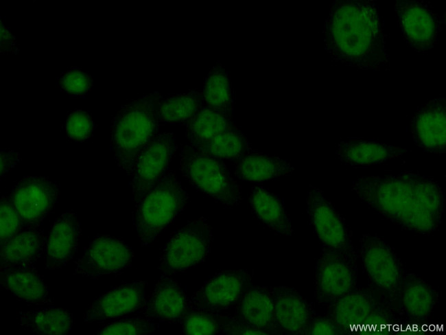 HMG20B Antibody in Immunocytochemistry (ICC/IF)