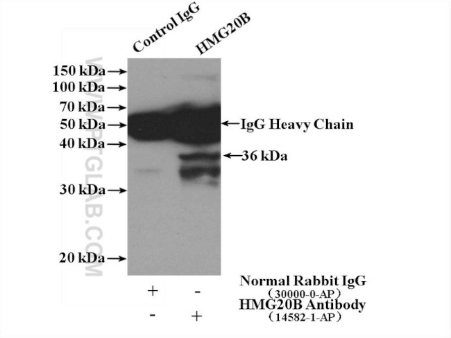 HMG20B Antibody in Immunoprecipitation (IP)