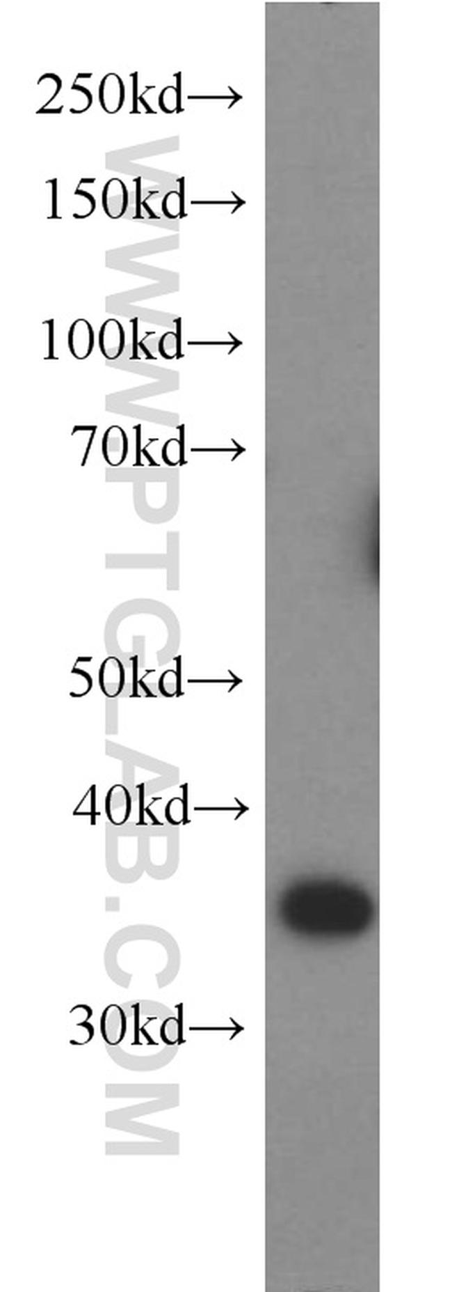 HMG20B Antibody in Western Blot (WB)