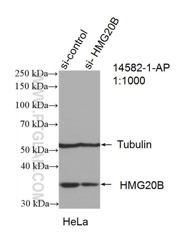 HMG20B Antibody in Western Blot (WB)