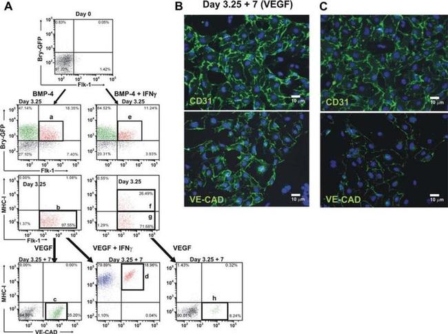 CD309 (FLK1) Antibody in Flow Cytometry (Flow)