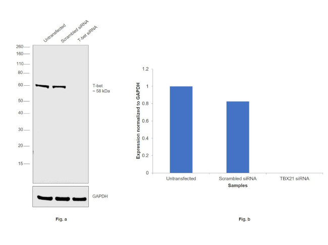 T-bet Antibody