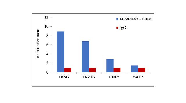 T-bet Antibody in ChIP Assay (ChIP)