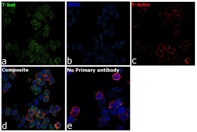 T-bet Antibody in Immunocytochemistry (ICC/IF)