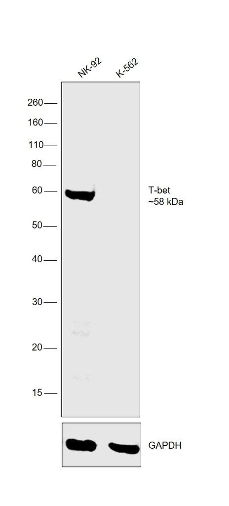 T-bet Antibody