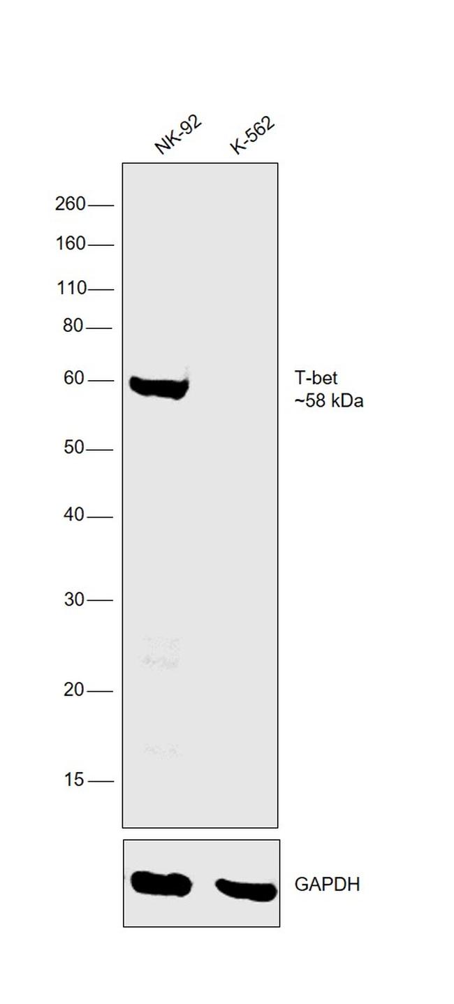 T-bet Antibody in Western Blot (WB)