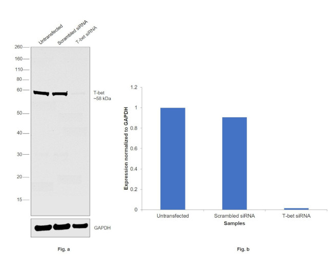 T-bet Antibody