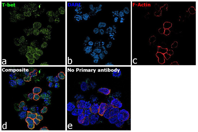 T-bet Antibody in Immunocytochemistry (ICC/IF)