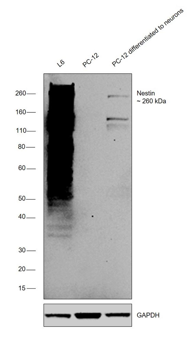 Nestin Antibody in Western Blot (WB)