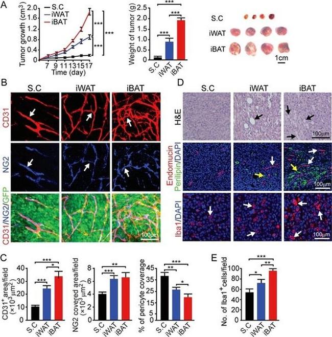 Endomucin Antibody in Immunohistochemistry (Paraffin) (IHC (P))