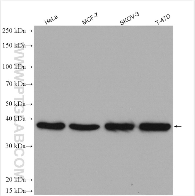 ERCC1 Antibody in Western Blot (WB)