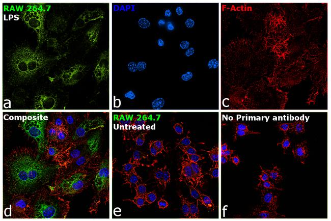 iNOS Antibody