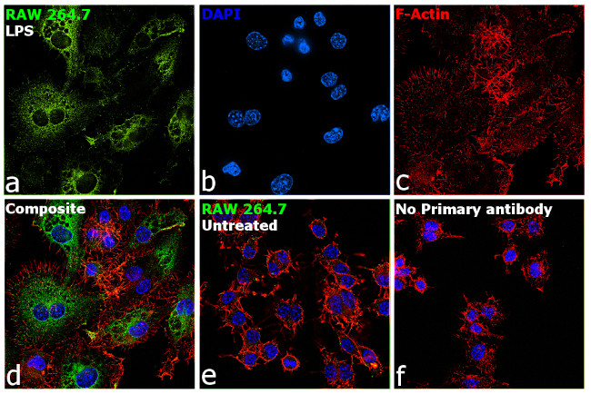 iNOS Antibody in Immunocytochemistry (ICC/IF)