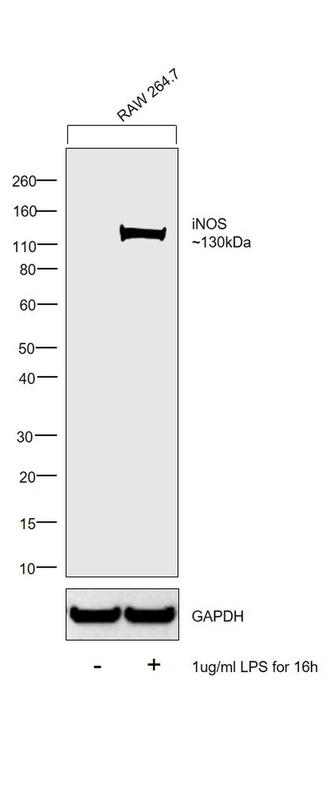 iNOS Antibody in Western Blot (WB)