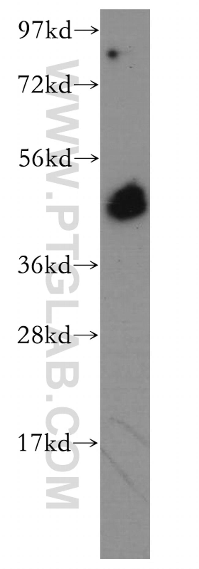 BRN2 Antibody in Western Blot (WB)