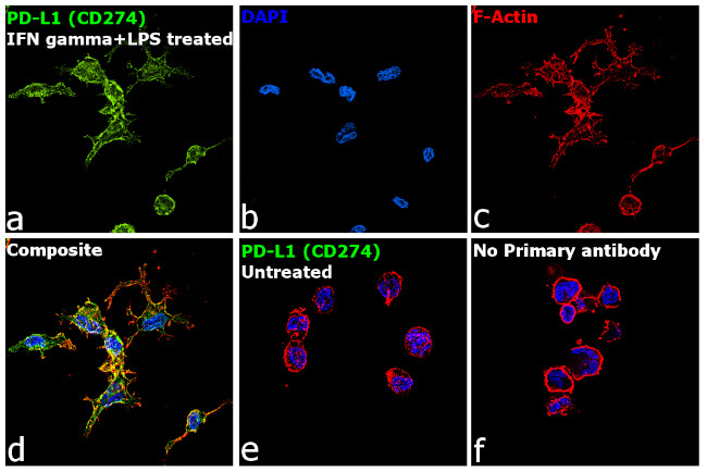 CD274 (PD-L1, B7-H1) Antibody in Immunocytochemistry (ICC/IF)